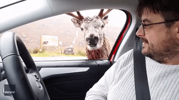 How En-deer-ing! Stag Pops Head Into Couple's Car