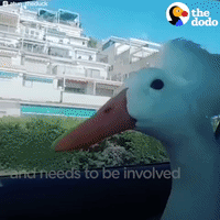 duck GIF by The Dodo