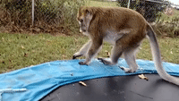 Toy Snake Causes Shocked Monkey to Flee