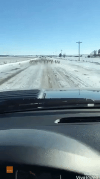 Driver Encounters Fast-Running Pronghorn Herd on South Dakota Road