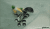 parrot roller skating GIF