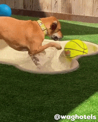 waghotels dog dogs awkward california GIF