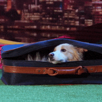 Australias Got Talent Travel GIF by Got Talent Global