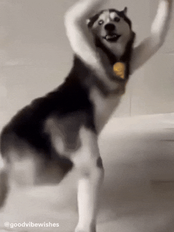 Funny Dog Dancing Husky GIF