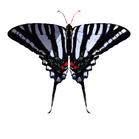rikkipaepke fly butterfly wings bug Sticker