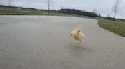 Run Cant Even GIF