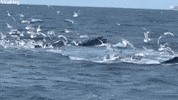 Humpback Whale GIF by ViralHog