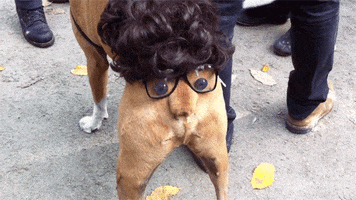 dog wagging GIF
