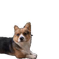 Corgi Milo Sticker