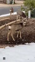 Herd of Deer Munch on Shrubbery in Front of Colorado Home