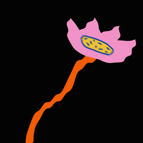 Flower Rosa GIF