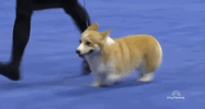 national dog show 2018 GIF by NBC