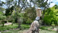 Emu Stuck in Paper Bag