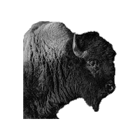Endangered Species Buffalo Sticker by Defenders of Wildlife