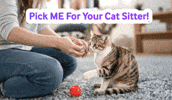 Cat Toy Cats GIF by Jump Consulting