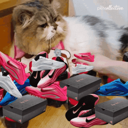 BrienneOfThighs giphygifmaker aone GIF