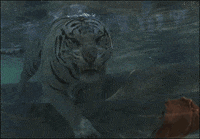 tiger eats GIF