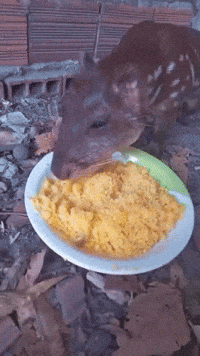 nathanyearout weird animal rodent paca GIF