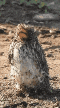 Bird This Is Fine GIF by Nature Is Metal