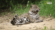 Jaguar Savage Kingdom GIF by Nat Geo Wild