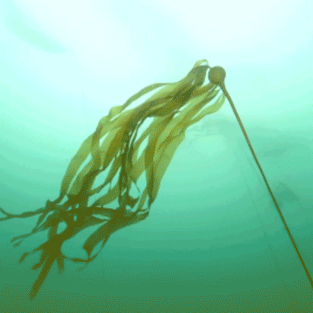 Bull Kelp Art GIF by Monterey Bay Aquarium