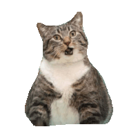 sassy STICKER by imoji