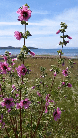 Simongip giphyupload GIF