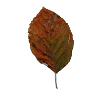Mood Fall Sticker