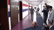 Ice Hockey Dog GIF by NHL