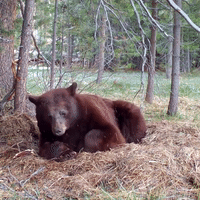Bear Enjoys Leisurely Wake Up at South Lake Tahoe