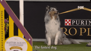 The Fastest Dog In The 16 Inch Class
