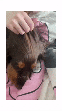 Cocker Spaniel Braids GIF