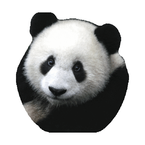 bear panda STICKER by imoji