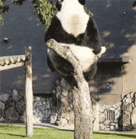 Tree Panda GIF
