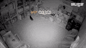 SBSTVAnimal cats animal tv show korea GIF