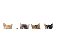 Cat Love Sticker by Luna Pets
