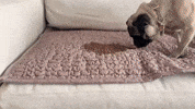 Dog Petfriendly GIF by mammamiacovers