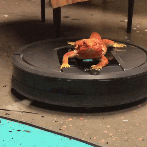 Dragon Reptile GIF by iRobot