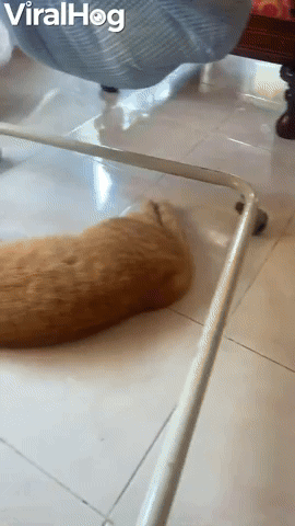 Cat Helps Rock Baby