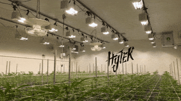 Plant Grow GIF by Exclusive Brands