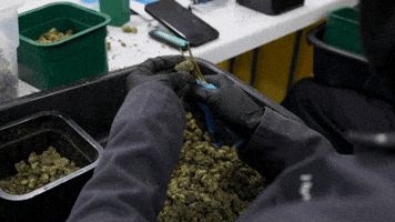 Plant Grow GIF by Exclusive Brands