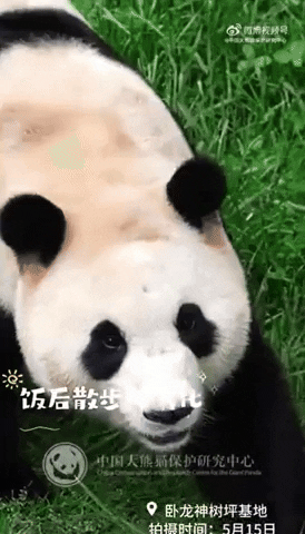 c742c96ae50b453ca3fb75a1c5021c8c giphyupload GIF