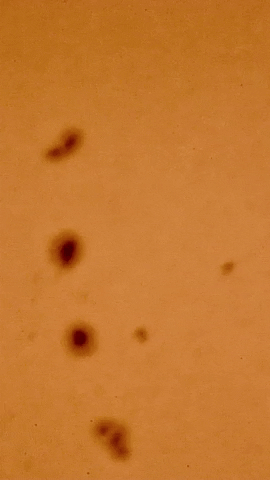Sun Bag GIF by Backyard Astronomy Guy