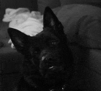 Dog Head GIF