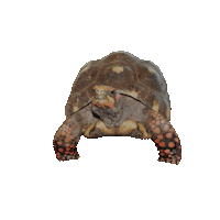 Haus Des Meeres Deal With It Sticker by Haus des Meeres Aqua Terra Zoo