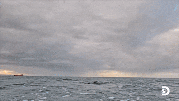 New World Record For Flying Sharks