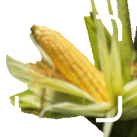 Milho Sticker by Corteva Brasil