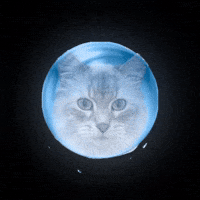 Cat Orb GIF