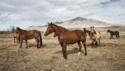Green Grass Horse GIF by Ariat
