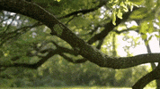 moncuspark  GIF